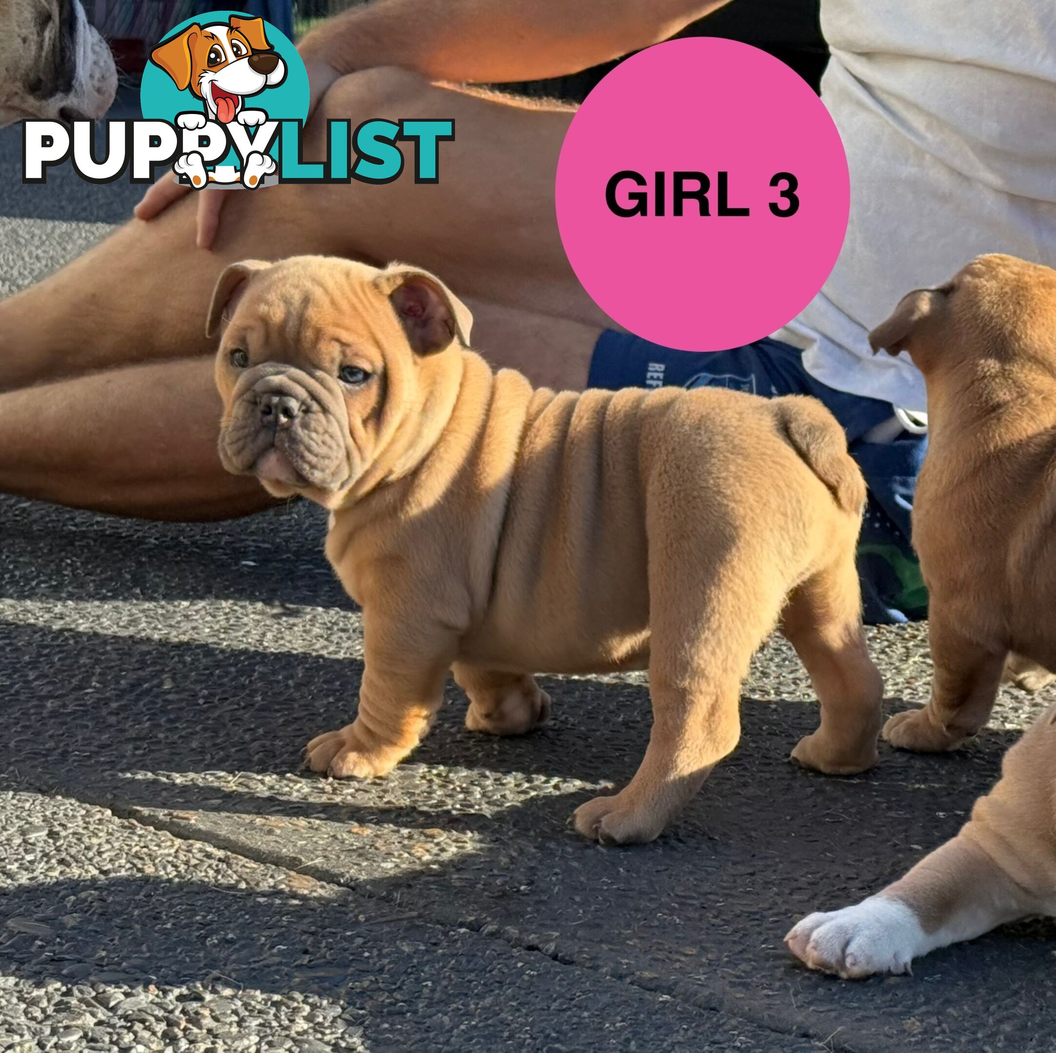 Aussie Bulldog Pups