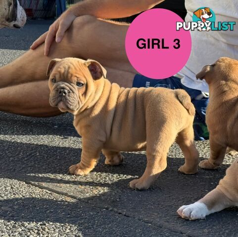 Aussie Bulldog Pups