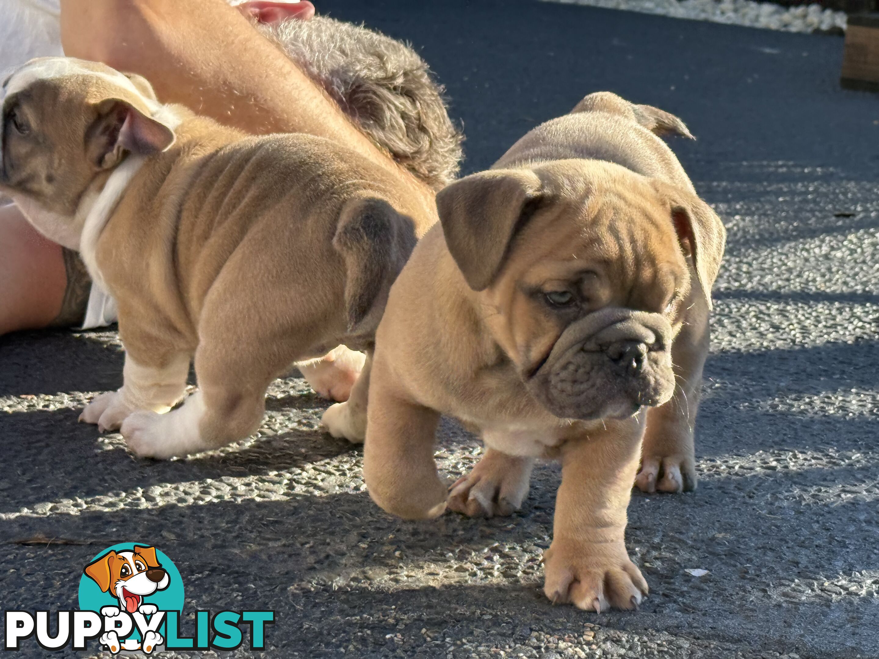 Aussie Bulldog Pups