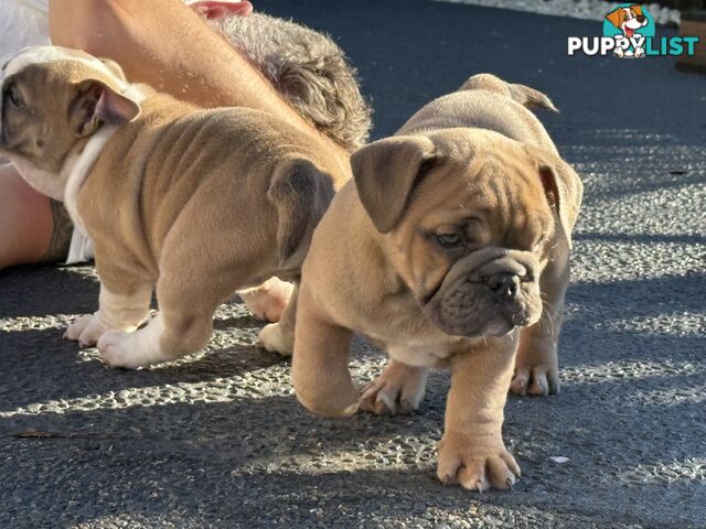 Aussie Bulldog Pups