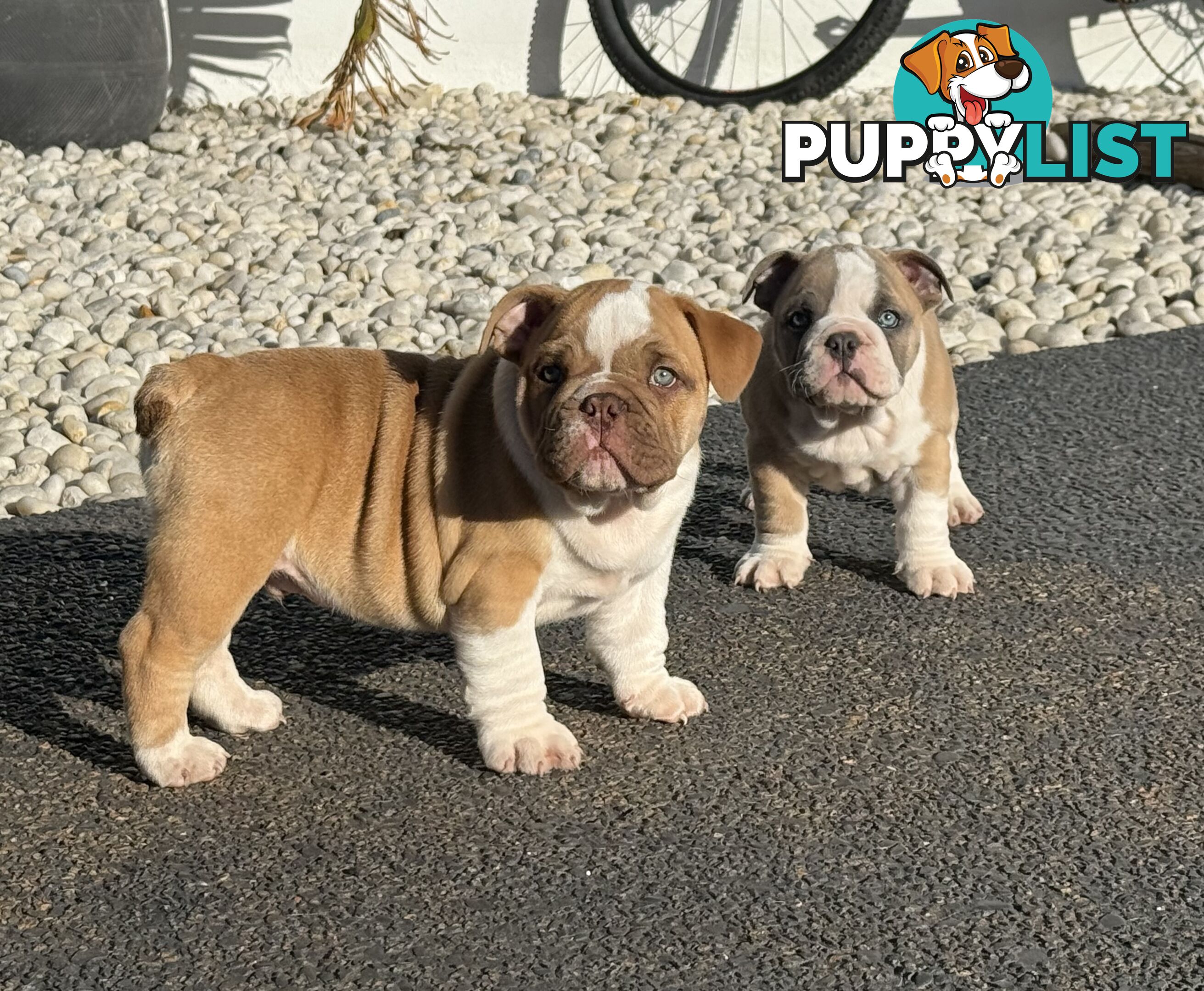 Aussie Bulldog Pups