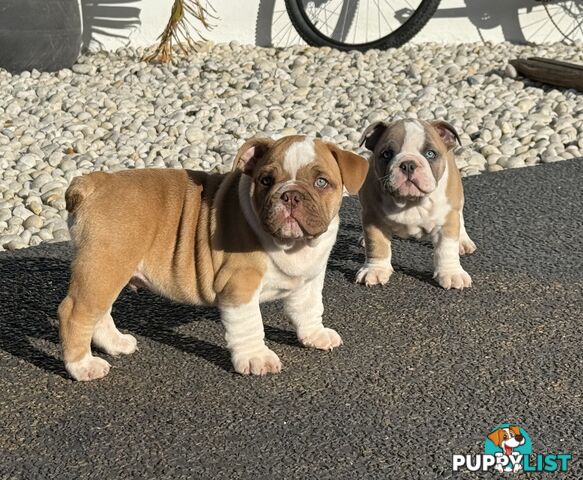 Aussie Bulldog Pups