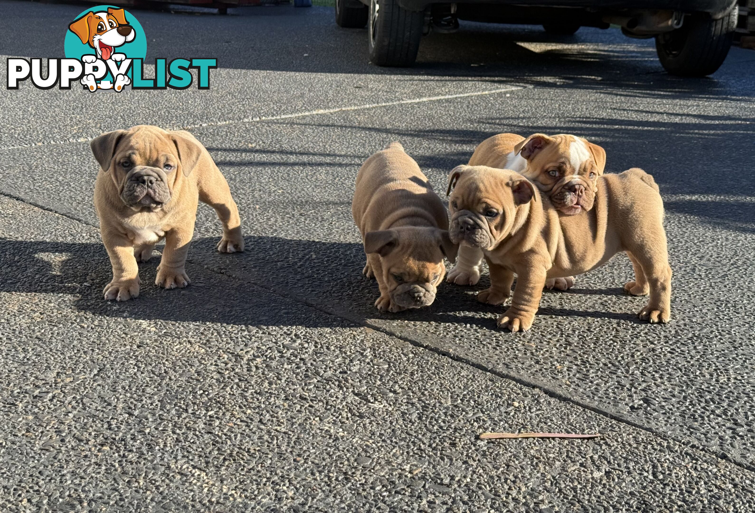 Aussie Bulldog Pups