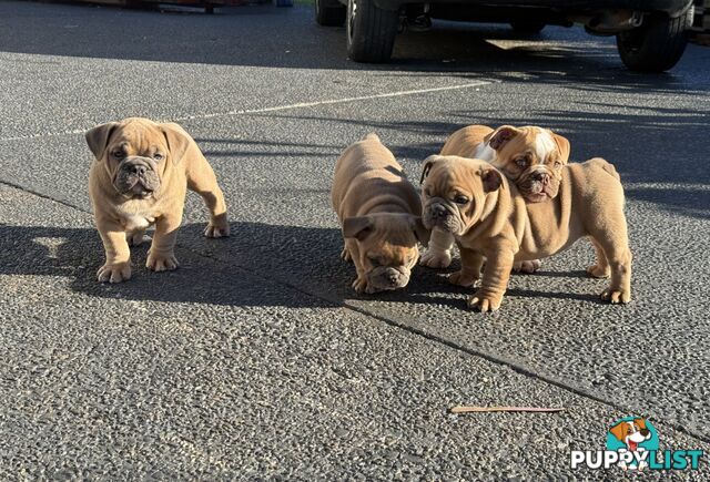 Aussie Bulldog Pups