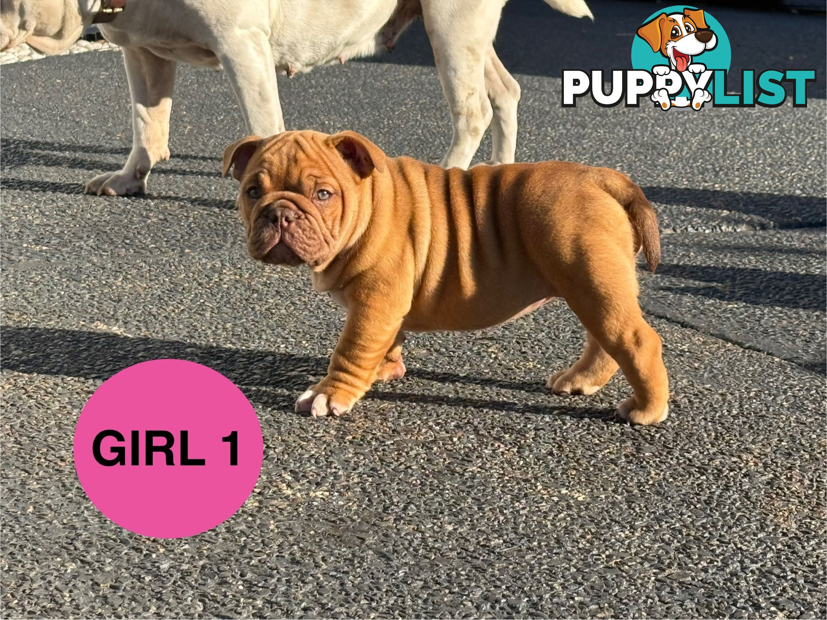 Aussie Bulldog Pups