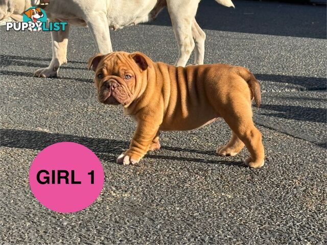 Aussie Bulldog Pups