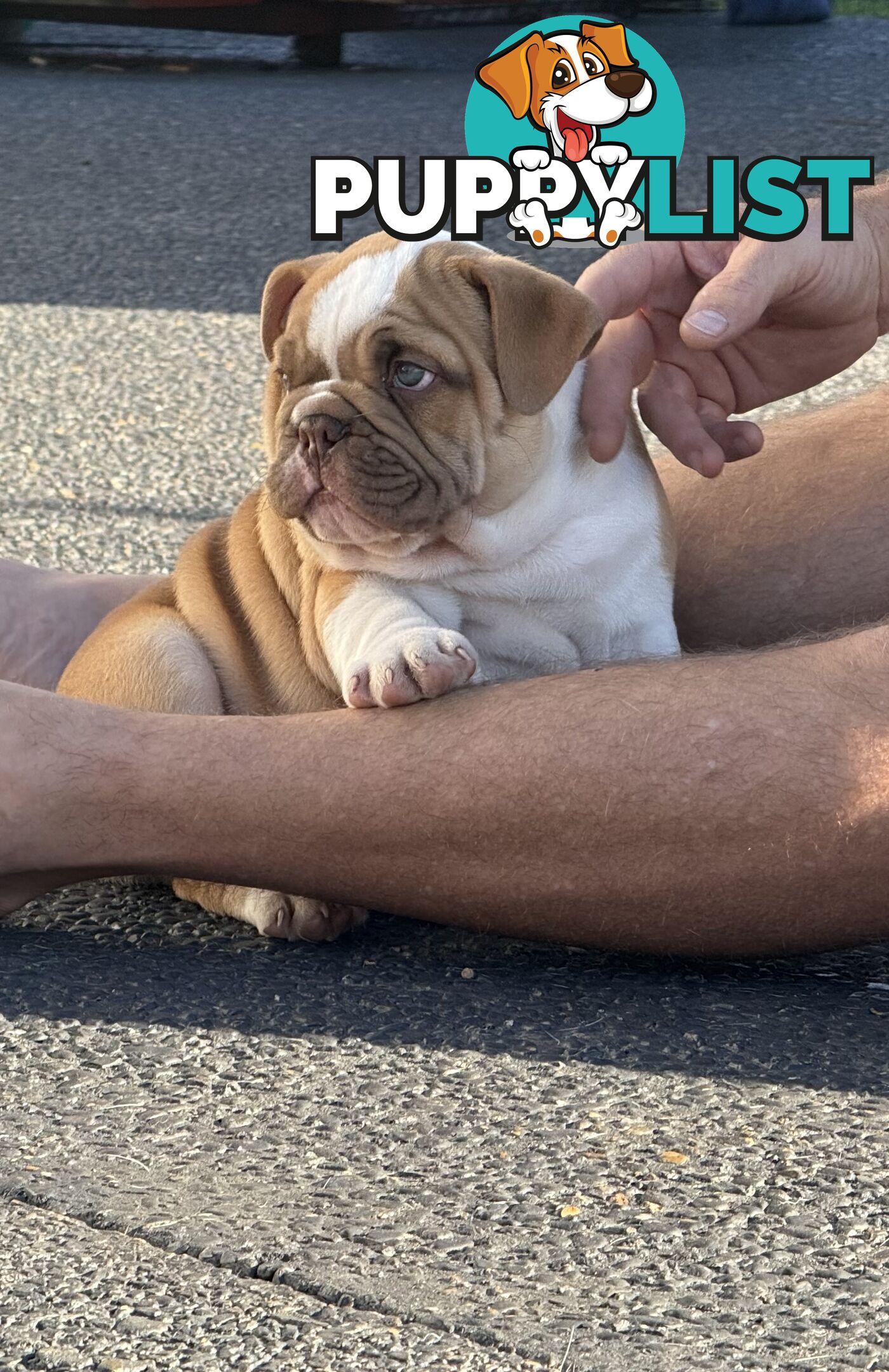 Aussie Bulldog Pups