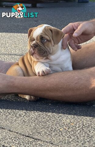 Aussie Bulldog Pups