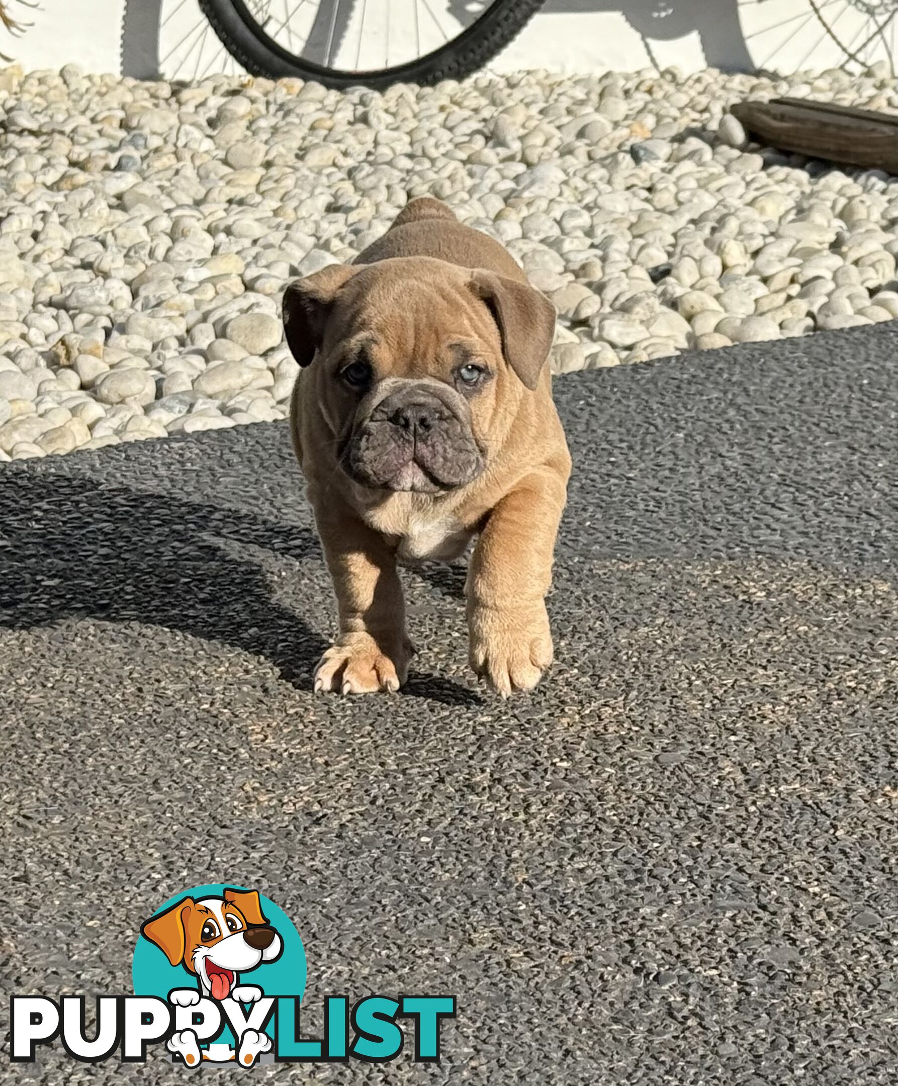 Aussie Bulldog Pups