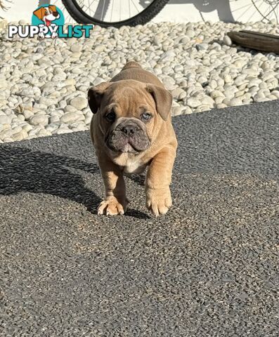 Aussie Bulldog Pups