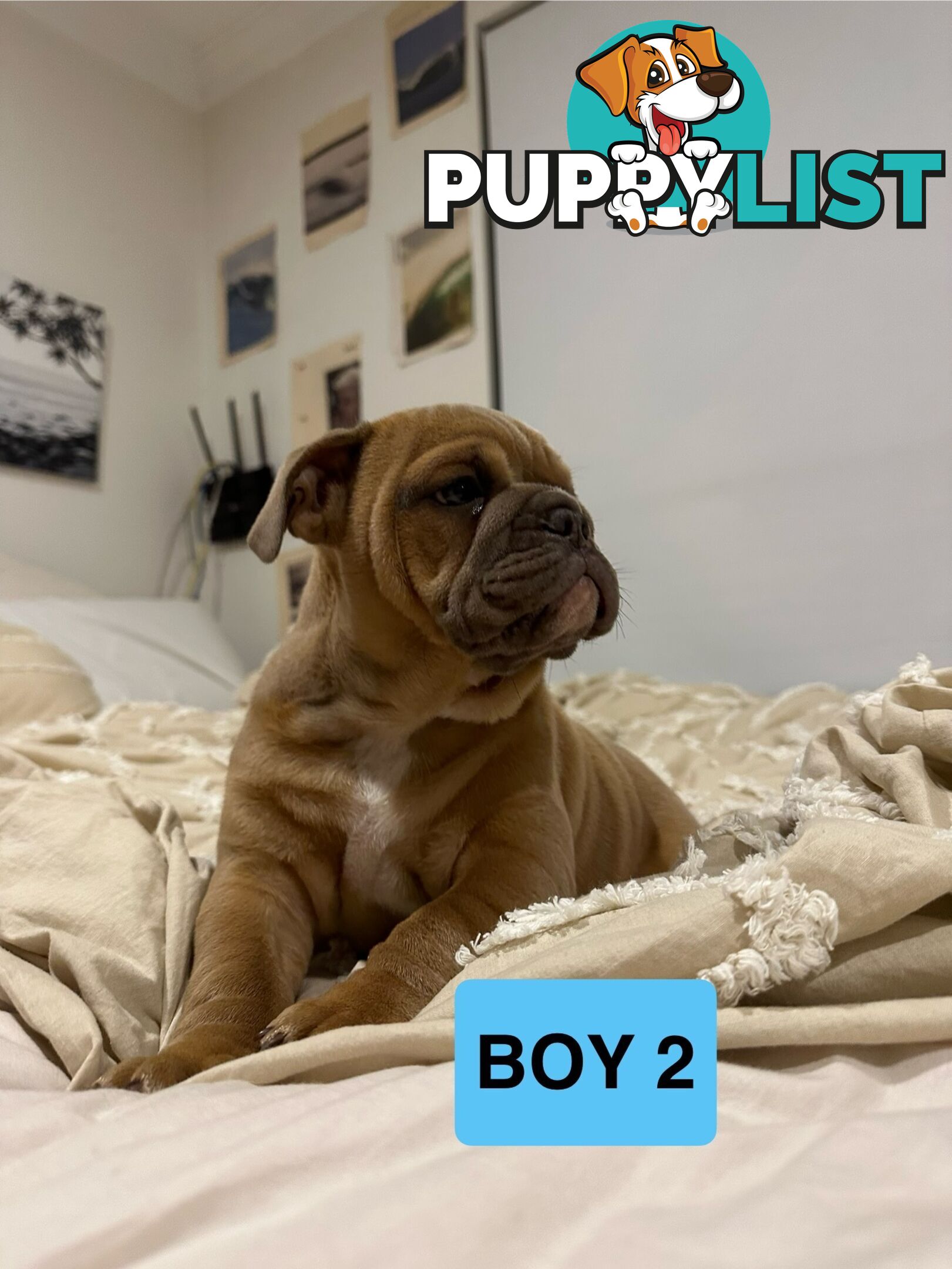 Aussie Bulldog Pups