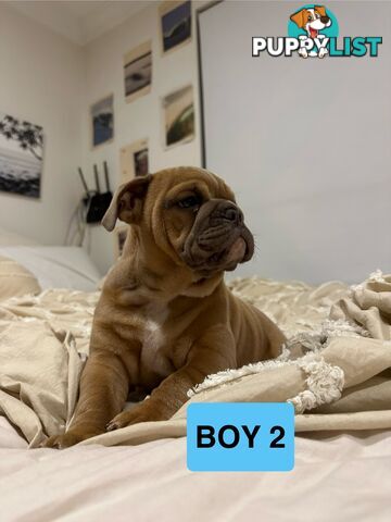 Aussie Bulldog Pups