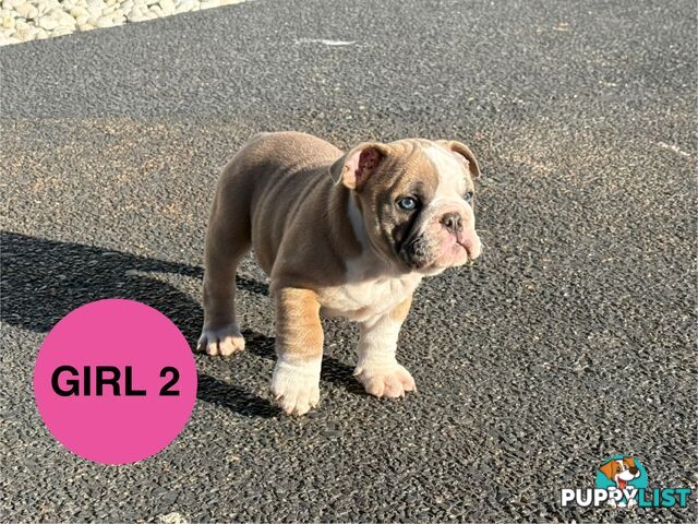 Aussie Bulldog Pups