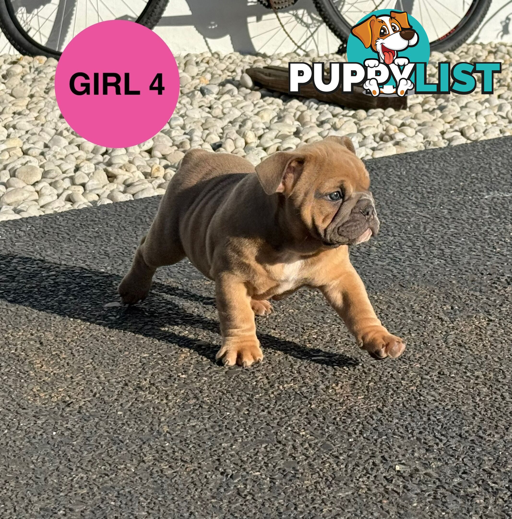 Aussie Bulldog Pups