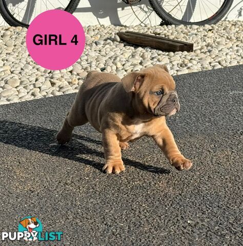 Aussie Bulldog Pups