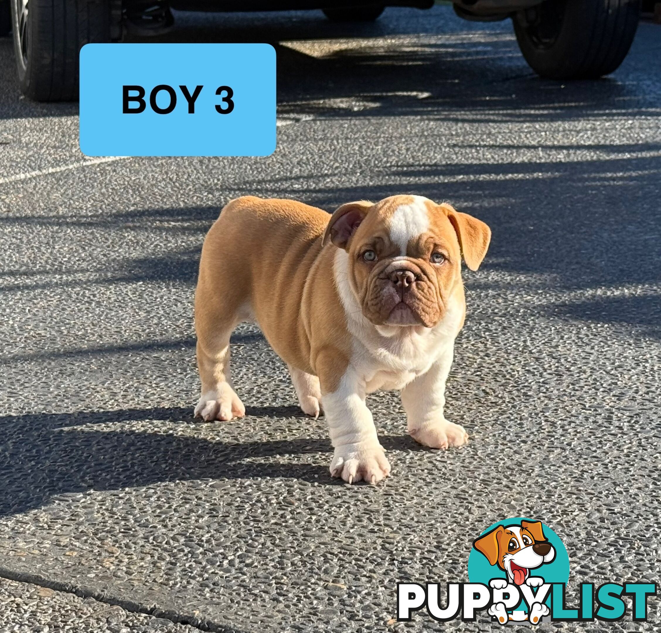 Aussie Bulldog Pups