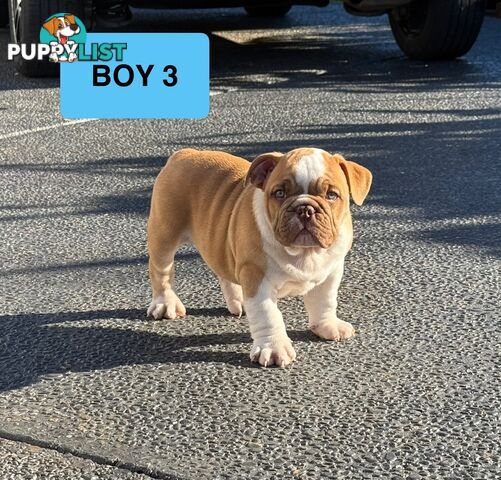 Aussie Bulldog Pups