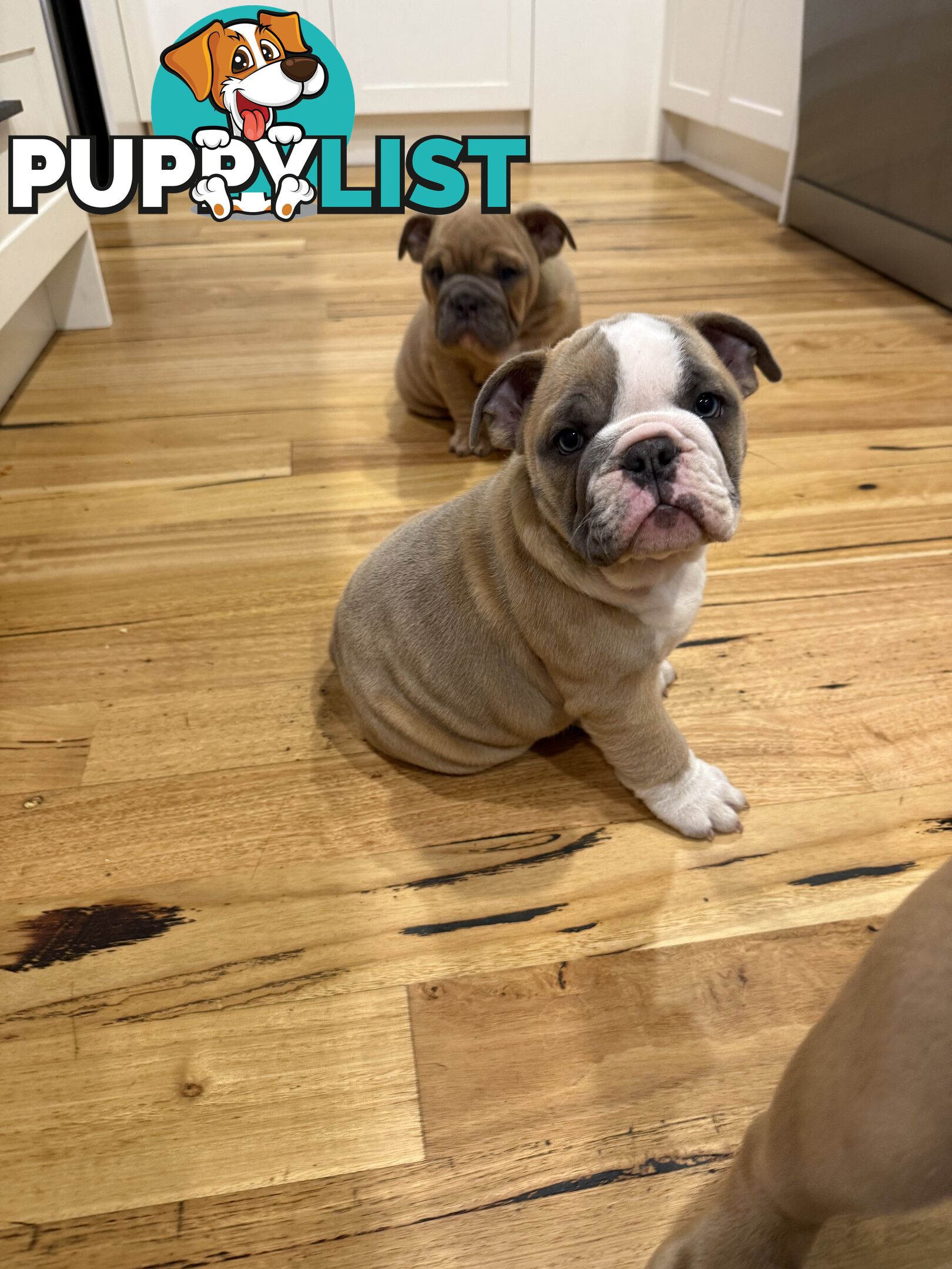 Aussie Bulldog Pups