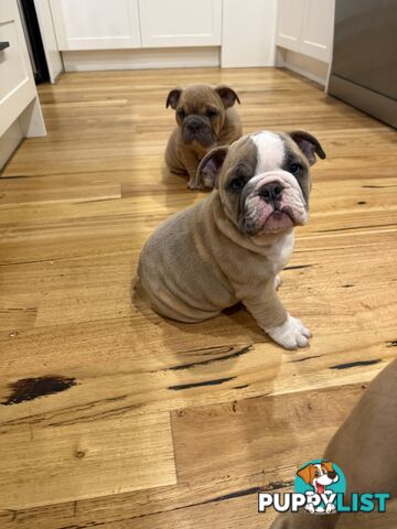 Aussie Bulldog Pups