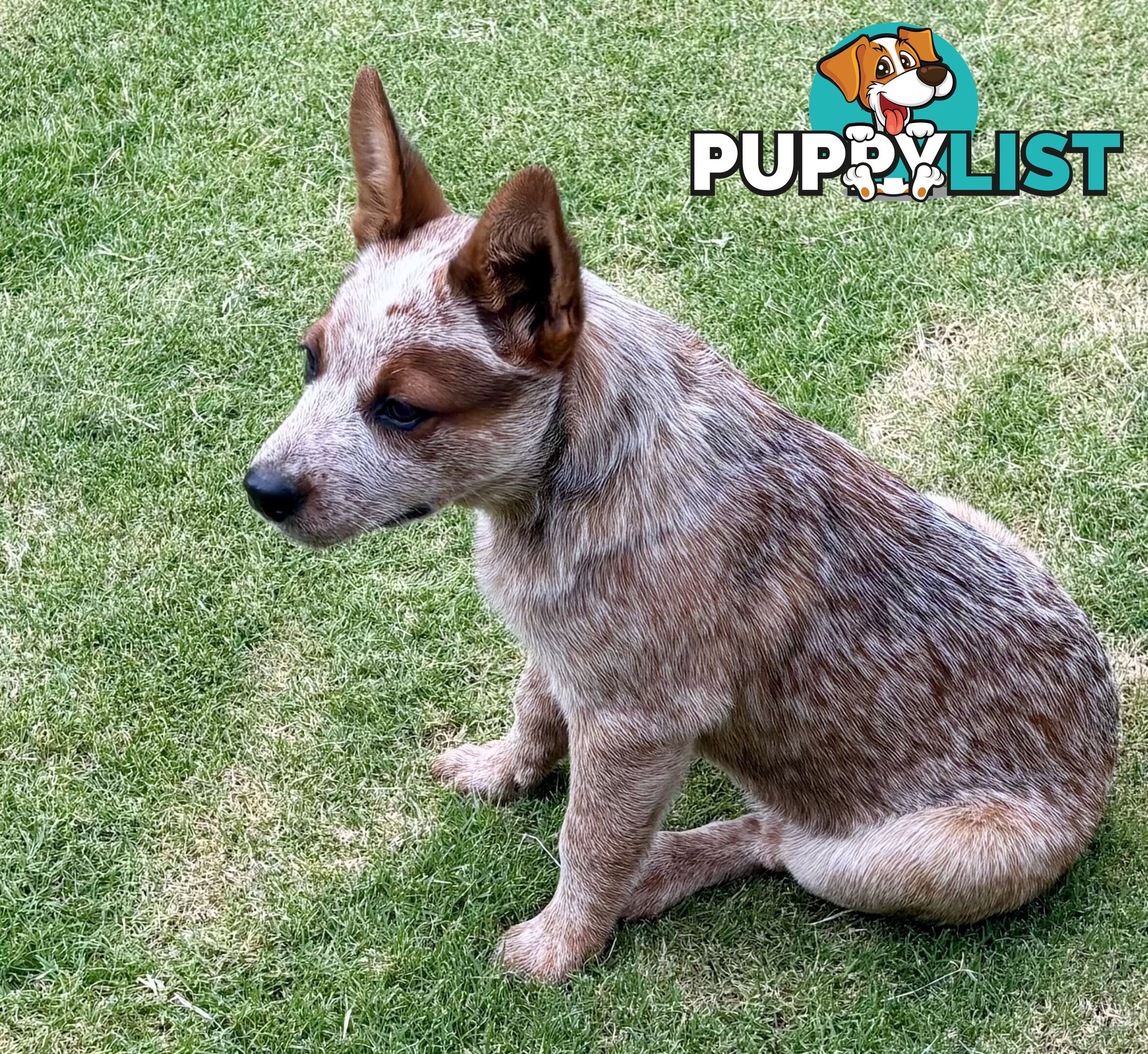 Purebred Red Heeler Female pup