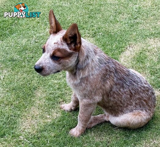 Purebred Red Heeler Female pup