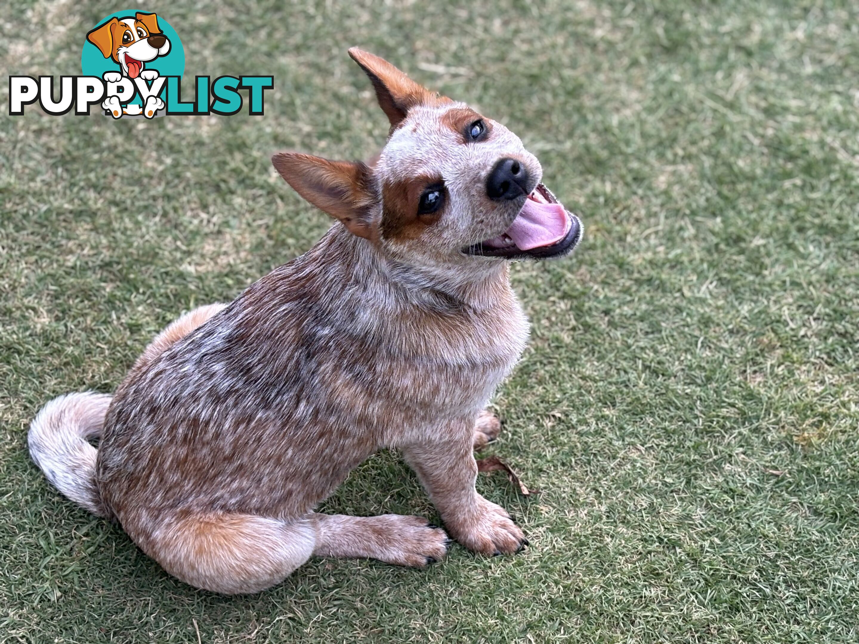 Purebred Red Heeler Female pup