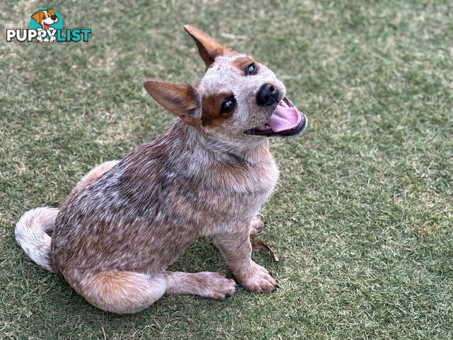 Purebred Red Heeler Female pup