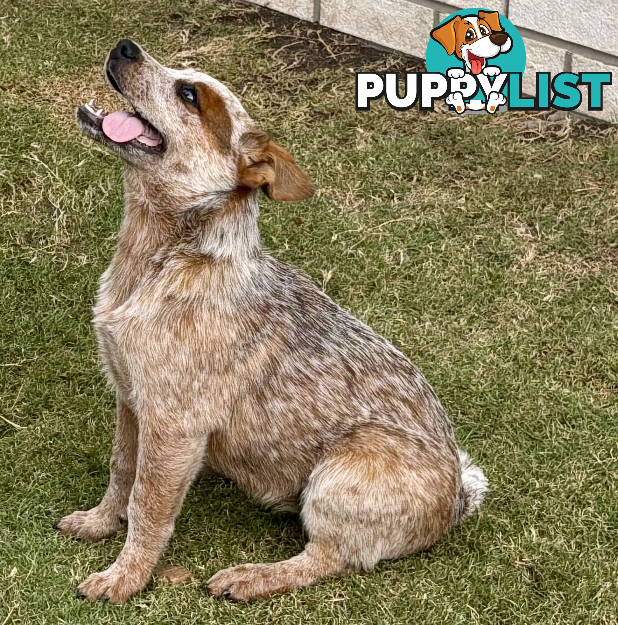 Purebred Red Heeler Female pup