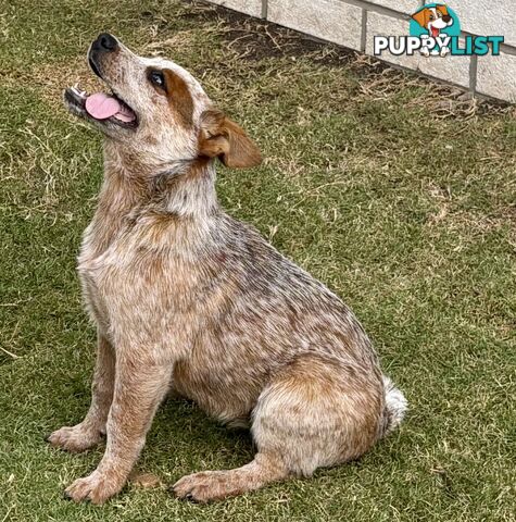 Purebred Red Heeler Female pup