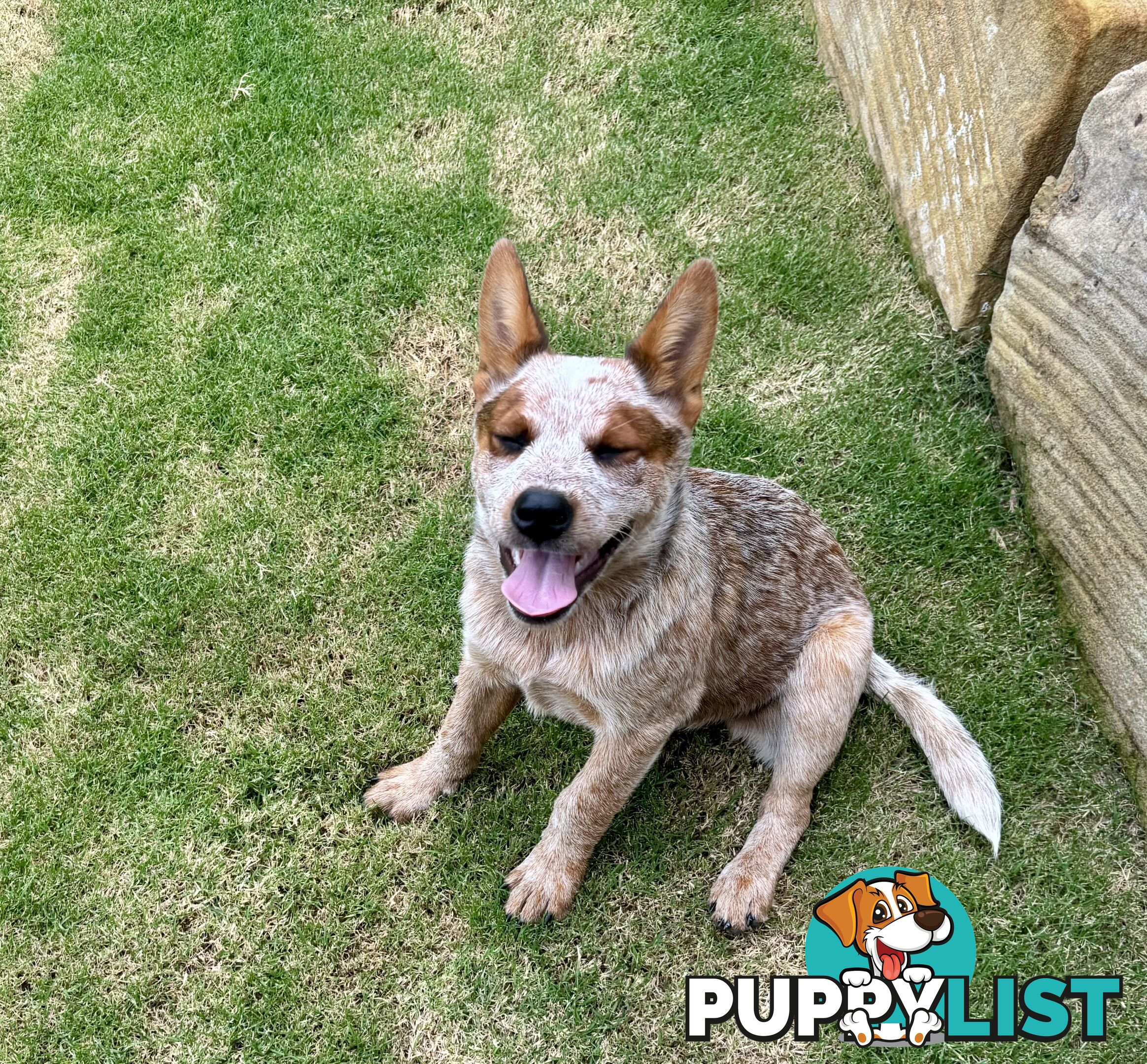 Purebred Red Heeler Female pup