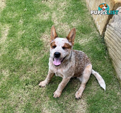 Purebred Red Heeler Female pup