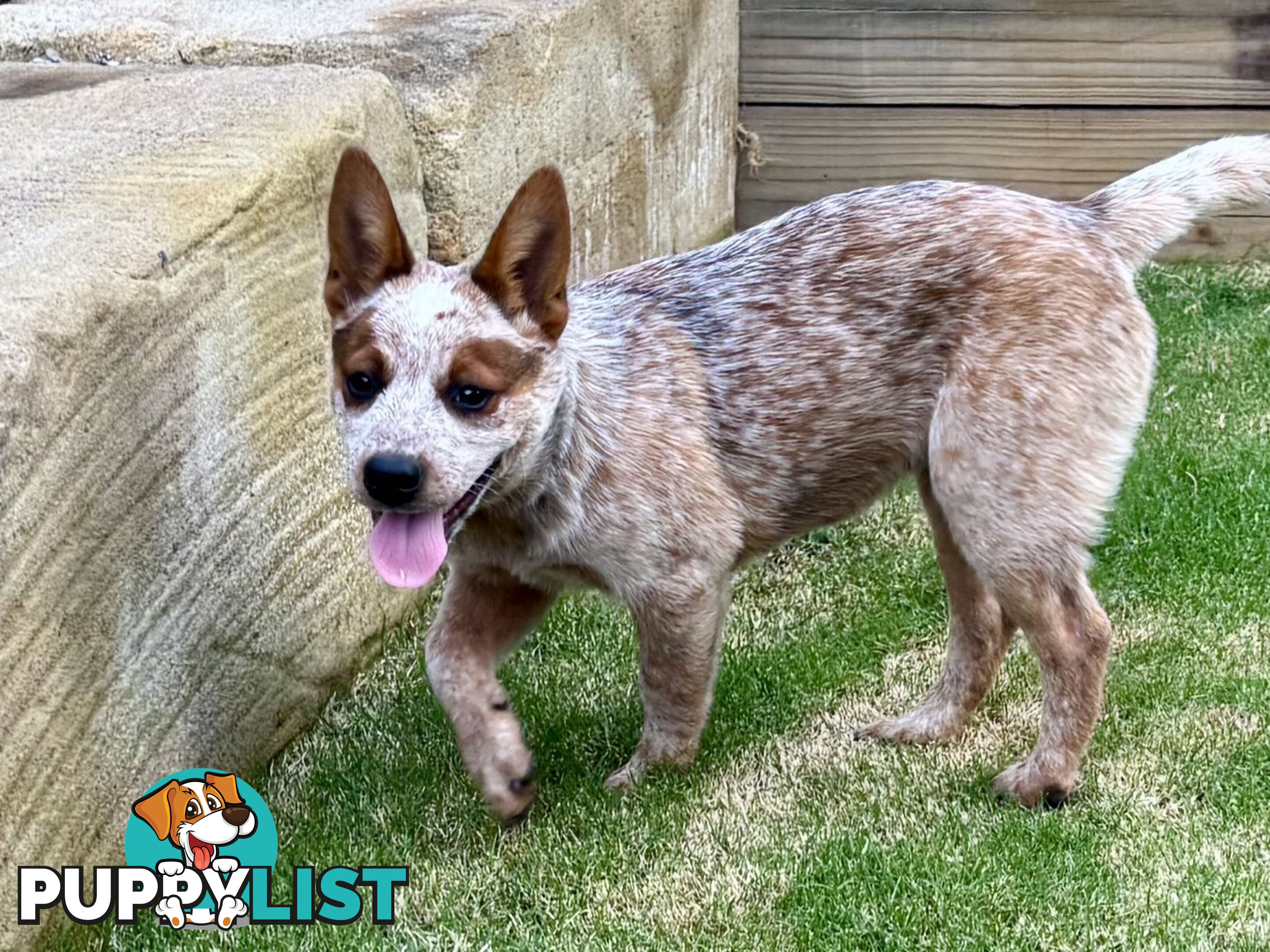 Purebred Red Heeler Female pup