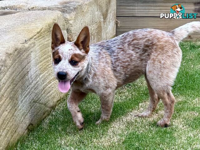 Purebred Red Heeler Female pup