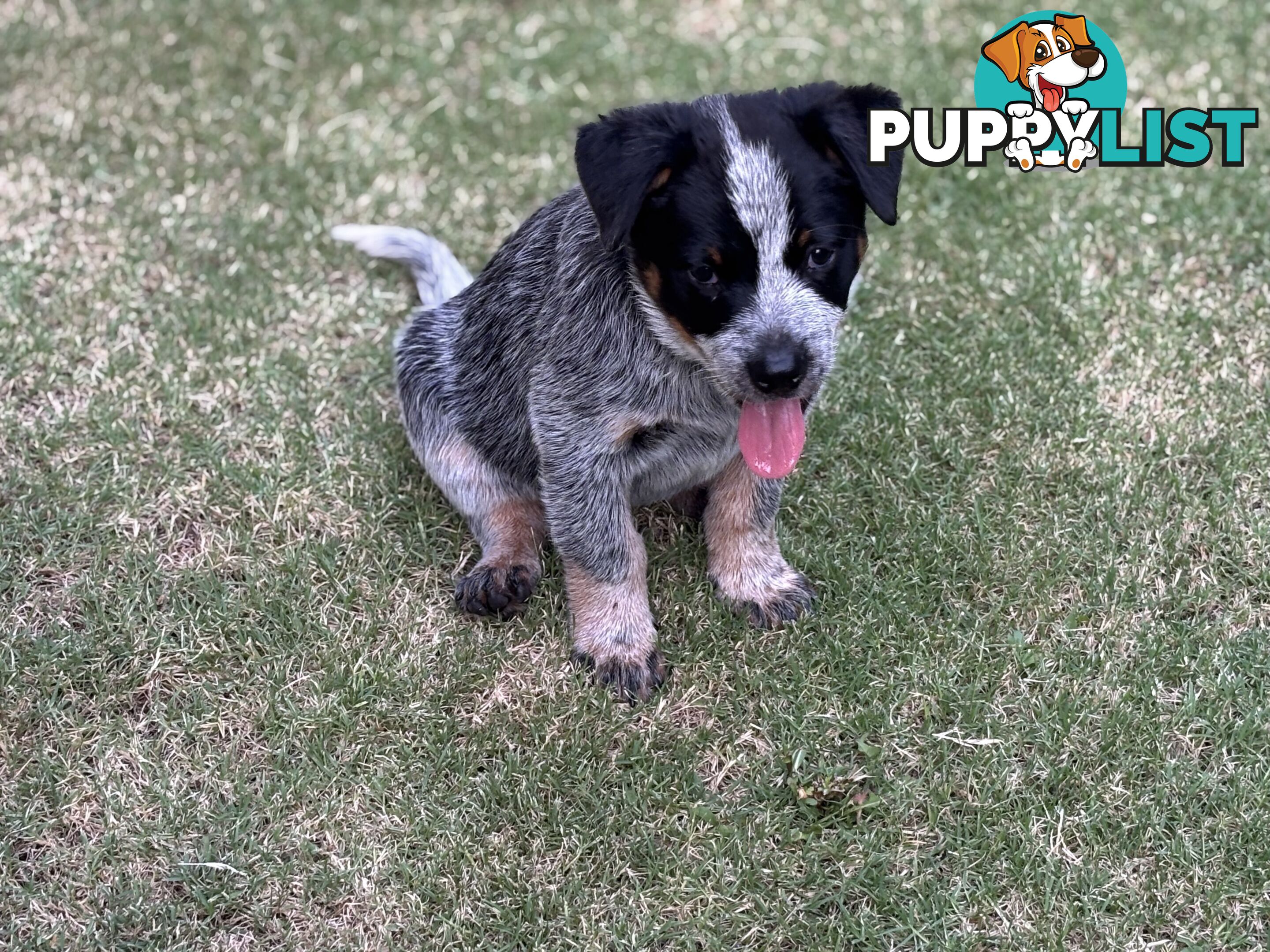 Purebred Blue Heeler Male Pup 8 weeks