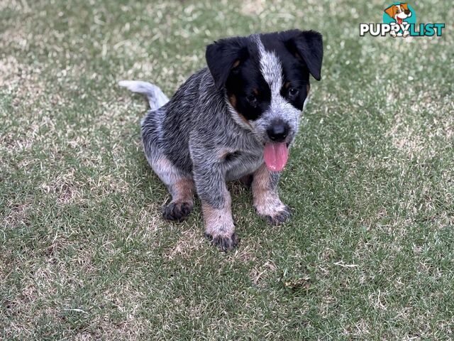 Purebred Blue Heeler Male Pup 8 weeks