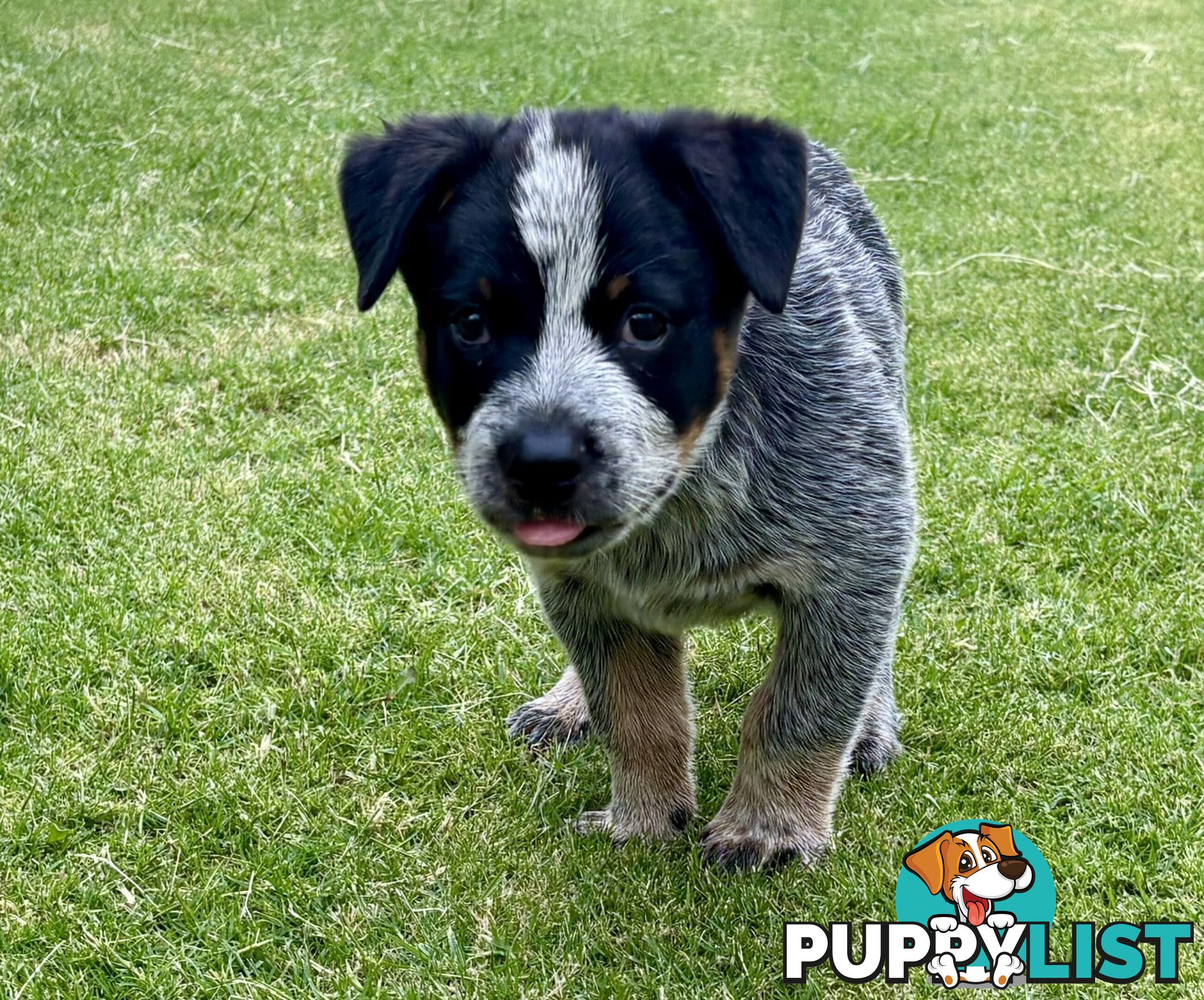 Purebred Blue Heeler Male Pup 8 weeks