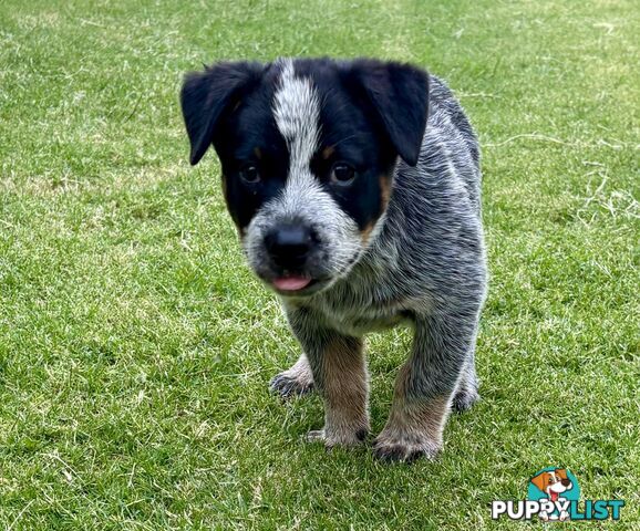 Purebred Blue Heeler Male Pup 8 weeks