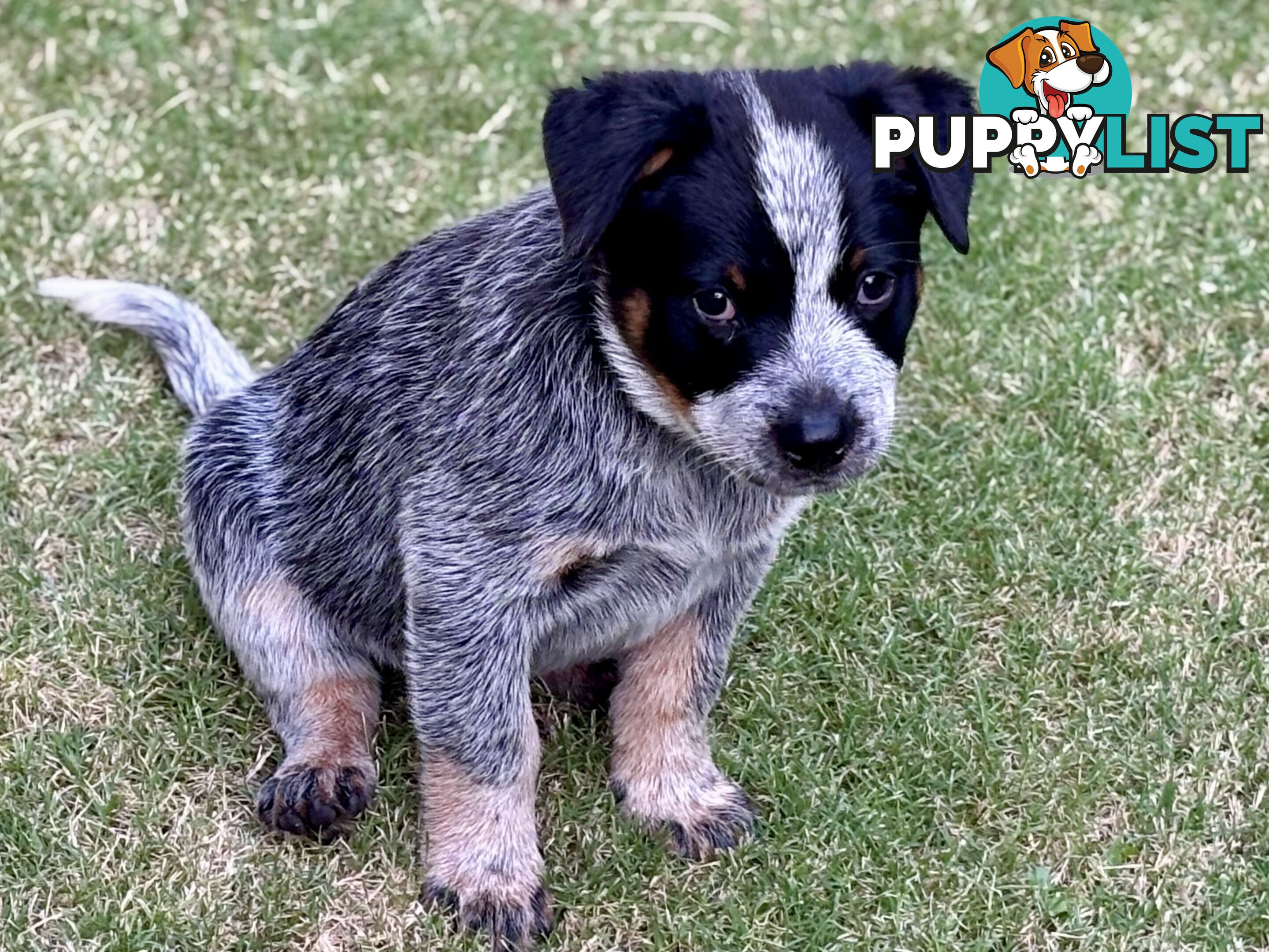 Purebred Blue Heeler Male Pup 8 weeks