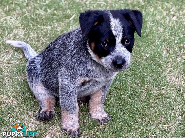 Purebred Blue Heeler Male Pup 8 weeks