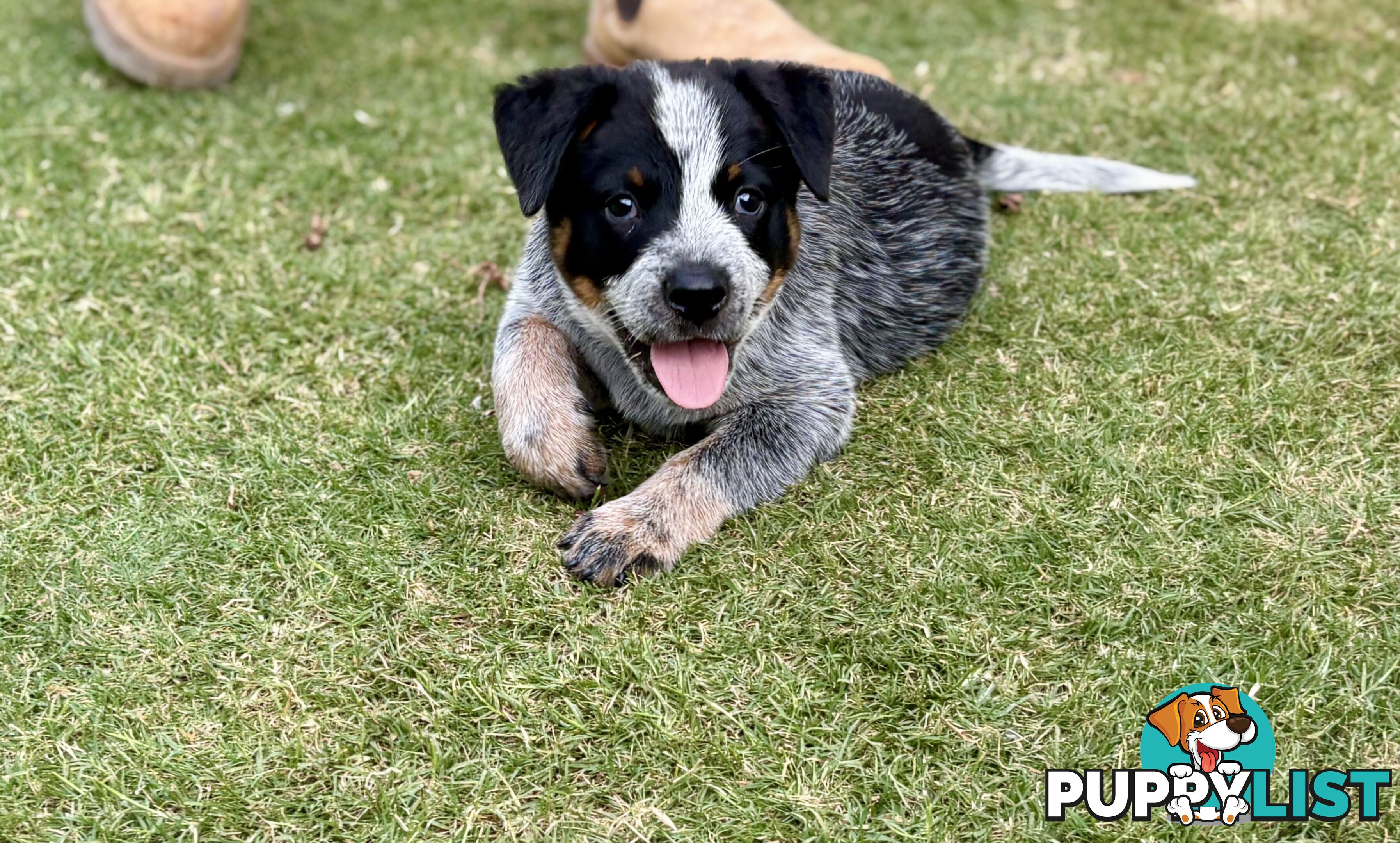 Purebred Blue Heeler Male Pup 8 weeks