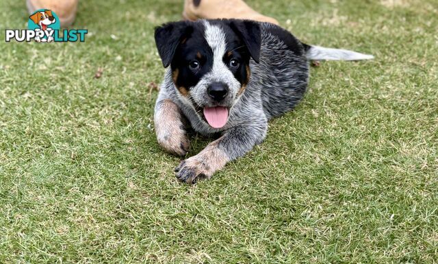 Purebred Blue Heeler Male Pup 8 weeks