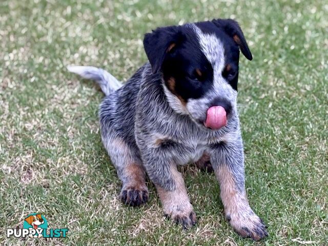 Purebred Blue Heeler Male Pup 8 weeks