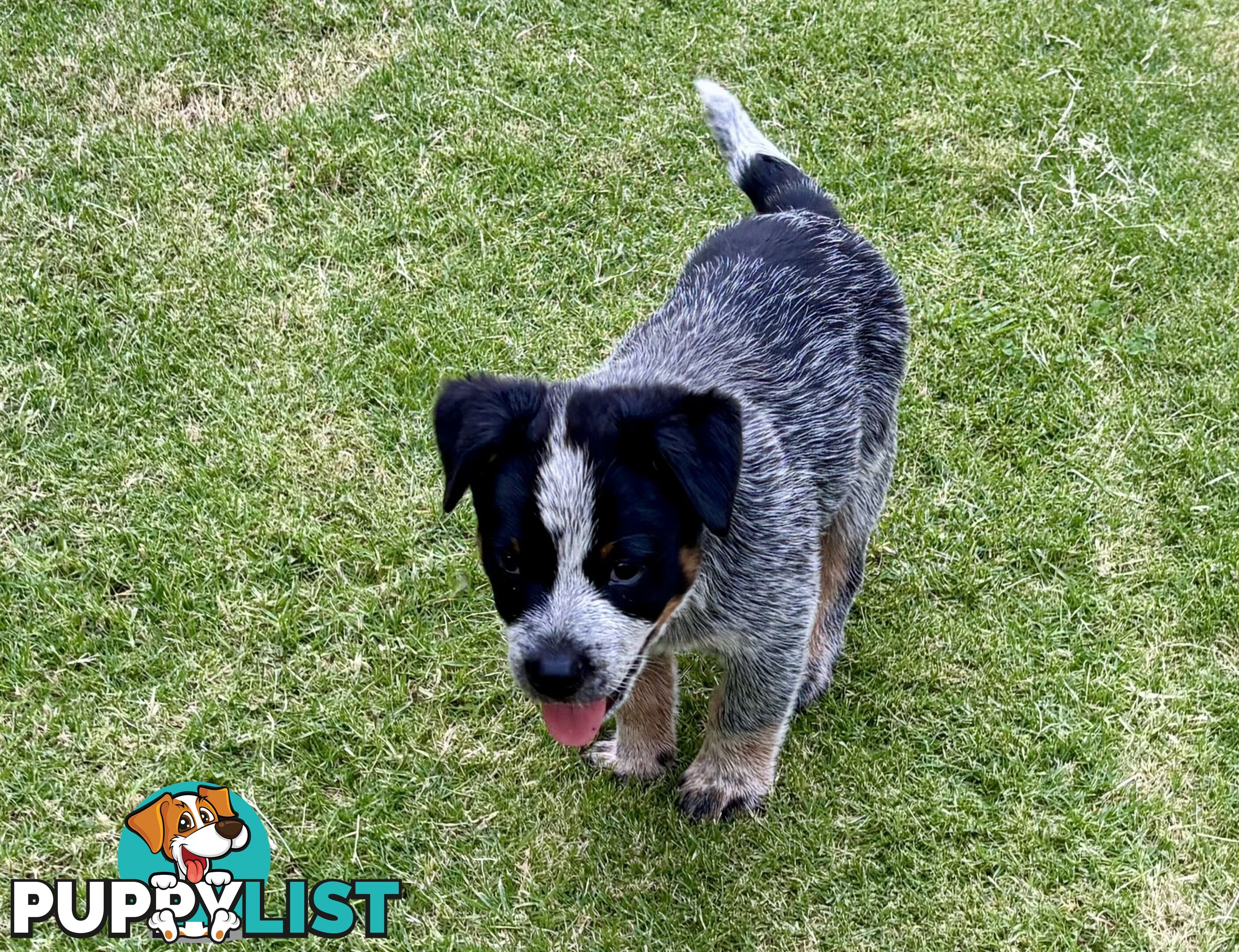 Purebred Blue Heeler Male Pup 8 weeks