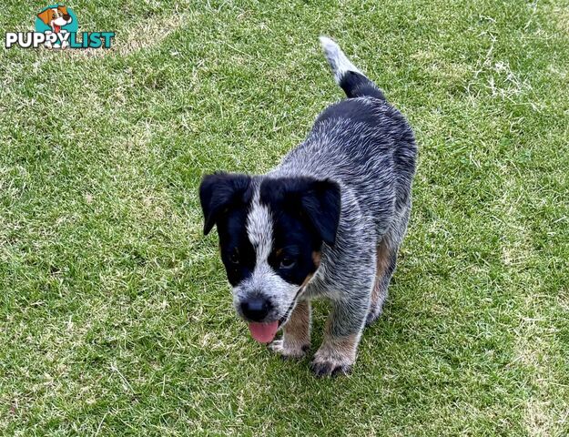 Purebred Blue Heeler Male Pup 8 weeks