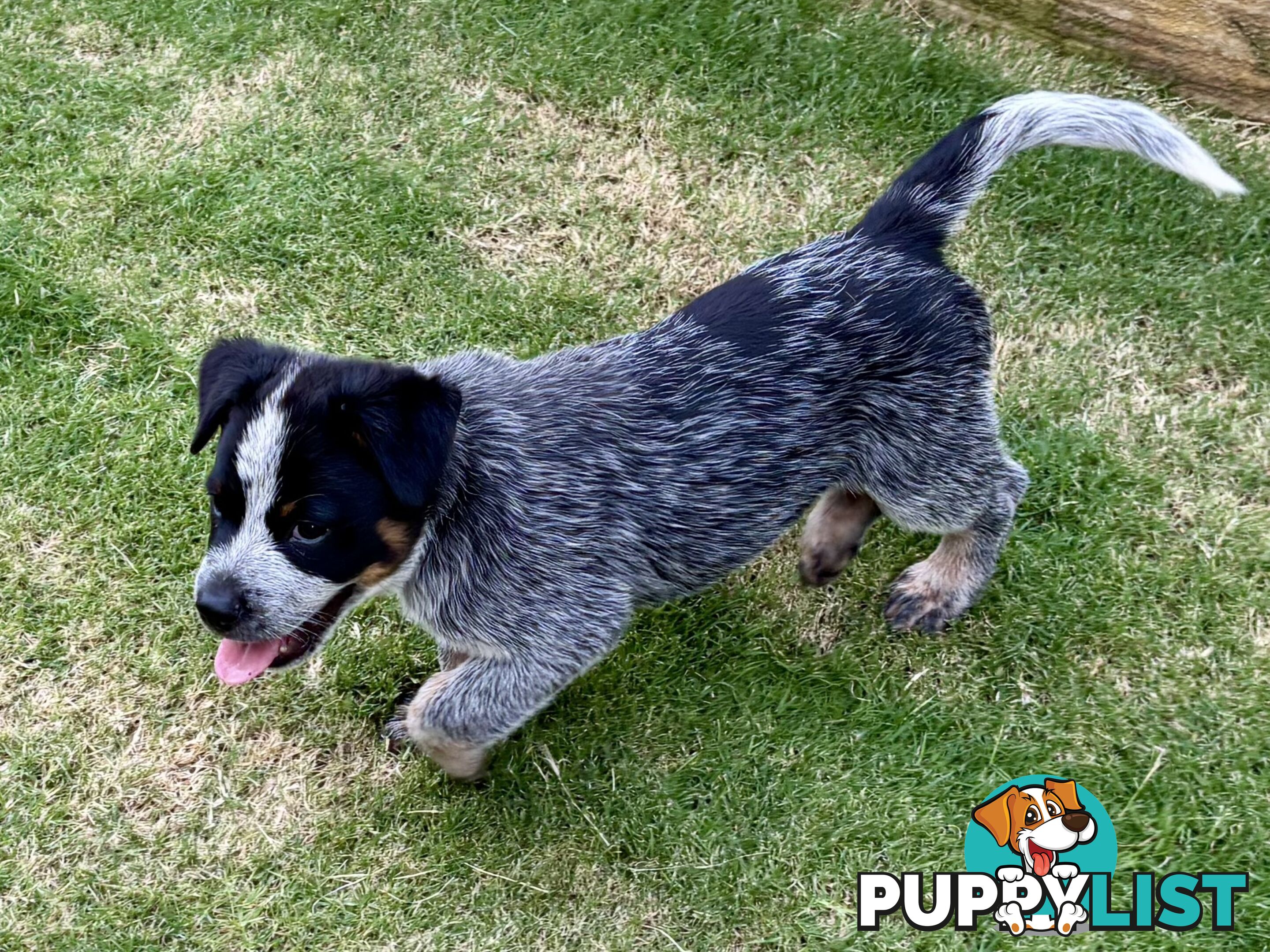 Purebred Blue Heeler Male Pup 8 weeks