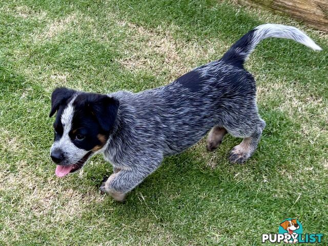 Purebred Blue Heeler Male Pup 8 weeks