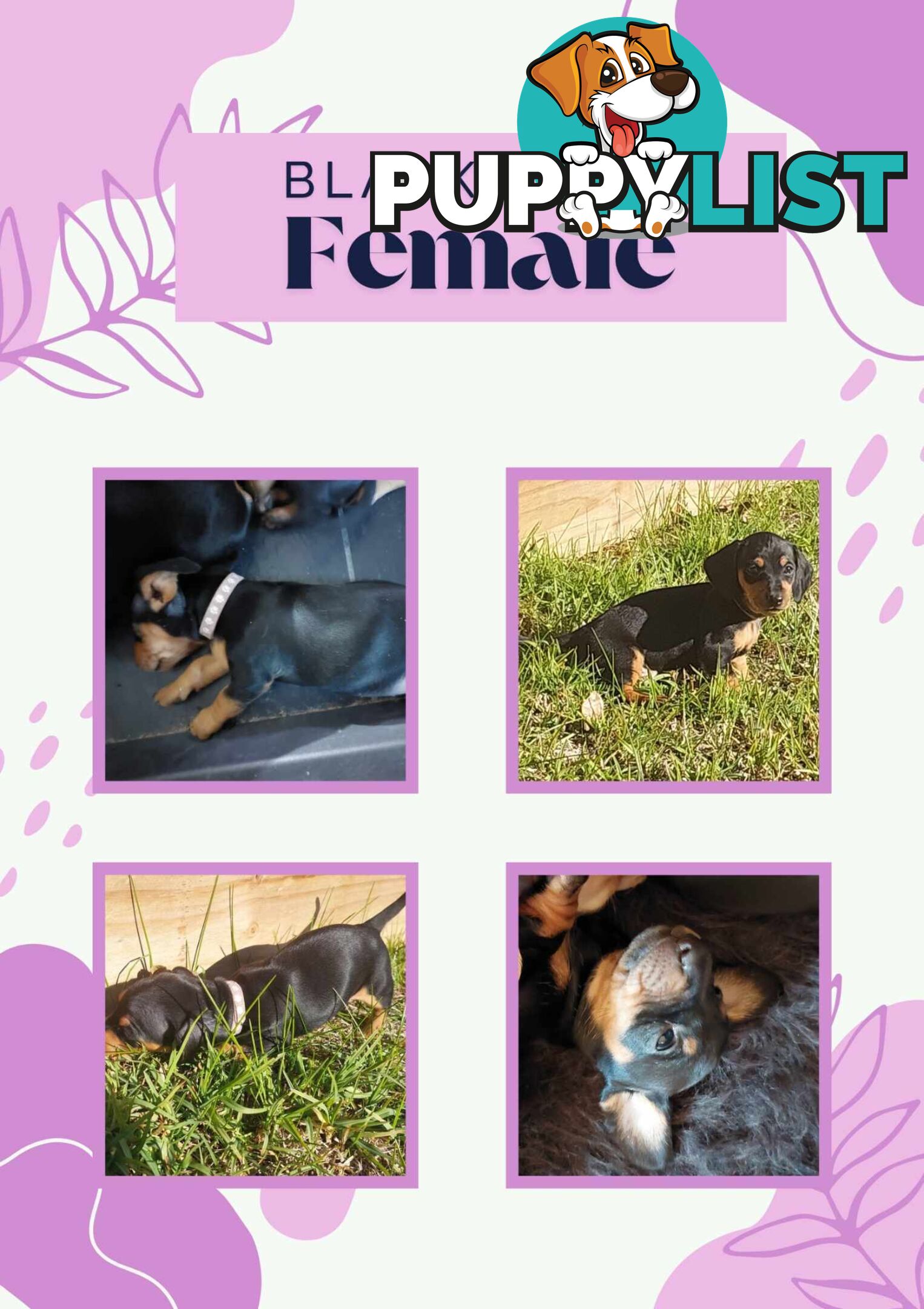 Pure Dachshund pups