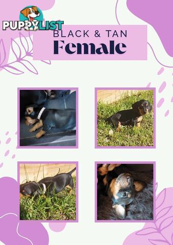 Pure Dachshund pups