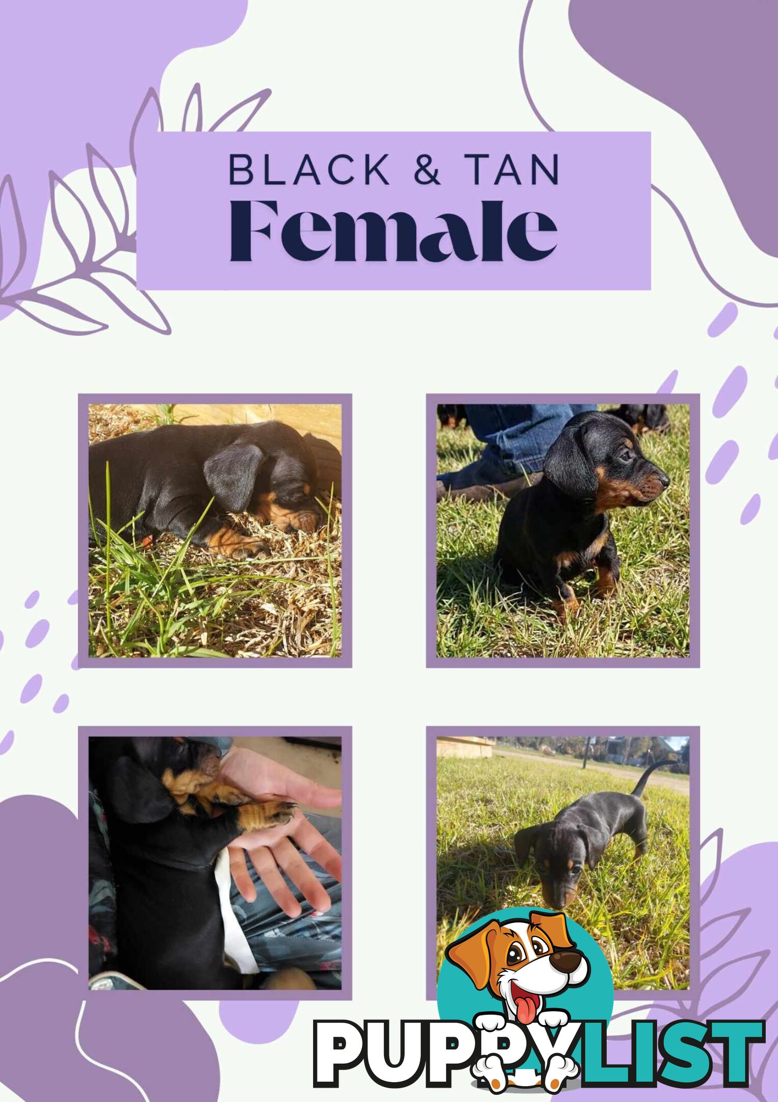 Pure Dachshund pups
