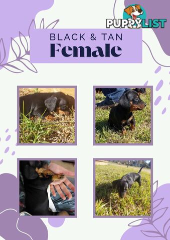 Pure Dachshund pups